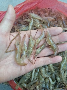湖南酉水河无污染淡水野生河虾新鲜鲜活速冻河虾25一35一45元一斤