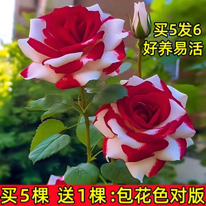 玫瑰花苗老桩特大花浓香型花卉绿植物盆栽月季蔷薇室内外阳台四季