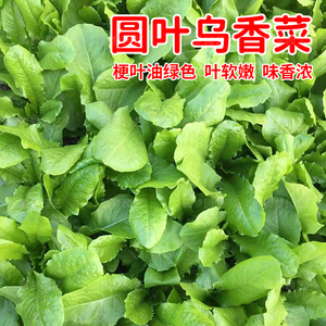 广东潮汕圆叶乌香菜种子香油麦菜籽四季阳台盆栽青菜籽种蔬菜种孑