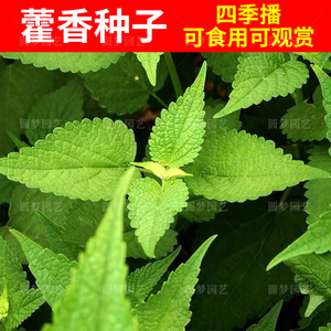 食用野菜藿香菜种籽藿香种子五香叶鱼香草籽盆栽鱼香菜种蔬菜种孑