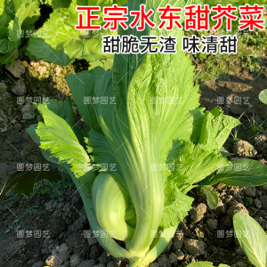 四季水东芥菜种籽广东包心甜芥菜种子大肉介菜种子青菜种蔬菜种孑