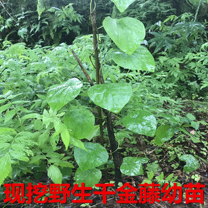 湖南野千金藤苗根生金线吊乌龟中药材头花白药子草药种块新鲜现挖