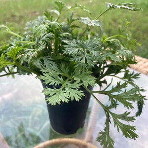 除虫菊苗种植物带盆栽防蚊驱蚊花草杀灭蟑螂跳蚤臭虫苍蝇