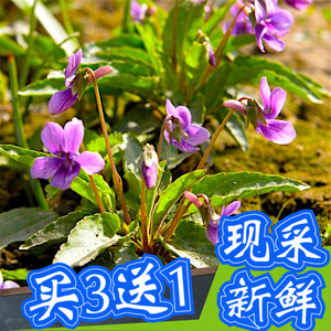 紫花地丁草新鲜华兜草犁头草铧头草如意草甜苦地丁草箭头草干品粉