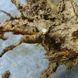 柳树根新鲜柳根杨柳垂柳树柳须青龙须水柳树根清明树根树皮树叶干