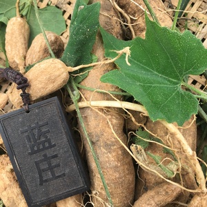 天花粉根新鲜湿栝蒌根花粉楼根瓜蒌根栝楼根白药根瑞雪根藤苗干粉