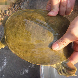 安徽省明光女山湖特产生态甲鱼2.5—3斤 每只310元