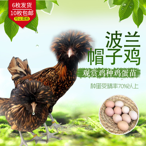 新品波兰帽子鸡种蛋波兰帽子宠物鸡观赏鸡可孵化受精种蛋包受精率