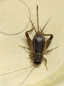 山东野生蛐蛐大地秋虫蟋蟀异虫翅子三尾原母宁阳周边产地团队抓捕