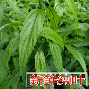 忧遁草叶子 新鲜黎王草叶子 现摘现发100克包邮