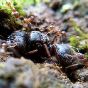 中华四节大头蚁pheidole sinica 彩虹虫馆 宠物蚂蚁活体