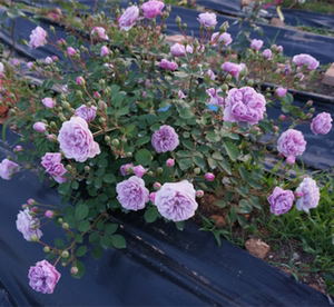 月季花苗蓝色阴雨 蓝雨月季花苗藤本爬藤花卉庭院地栽月季玫瑰