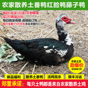 农家正宗散养藤子红脸番鸭 土番鸭藤子老土鸭子 鲜活现称现杀顺丰