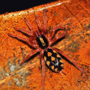 哥伦比亚南瓜蜘蛛宠物智利火红玫瑰巴西所罗门巨人金直间白膝头