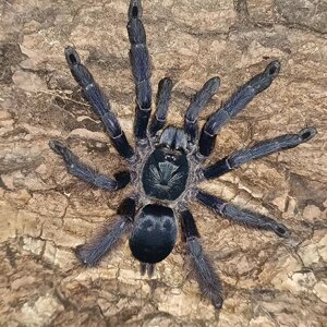 zhengpin0728淘宝宠物蜘蛛巨人食鸟蛛所罗门橙巴布海