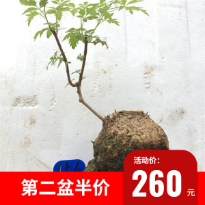 耐寒耐旱易活易养黄荆绿植荆棵树桩荆轲植物老桩盆景盆栽观根大桩
