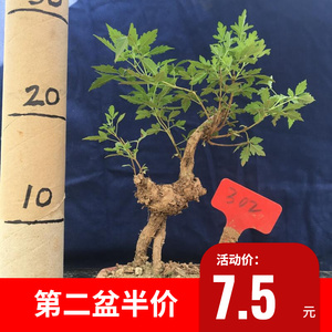 带盆发货黄荆老桩净化空气绿植趣味植物观叶盆景盆栽室内美观花卉