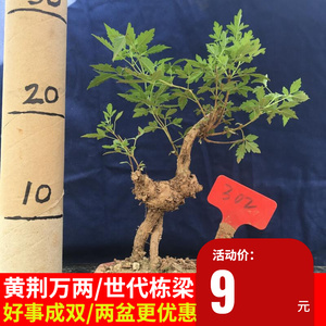 带盆发货黄荆老桩净化空气绿植趣味植物观叶盆景盆栽室内美观花卉