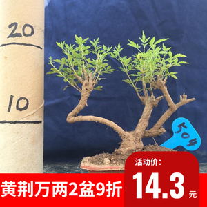 荆轲盆栽荆稞盆景荆棵绿植黄荆疙瘩老桩带盆易养驱蚊提神桌面植物