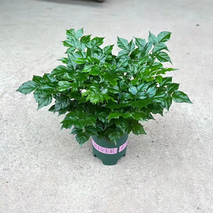 幸福树盆栽小绿宝