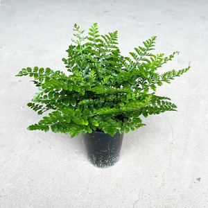 吉姆蕨平安蕨盆栽室内净化空气吸甲醛防辐射网红高档蕨类植物