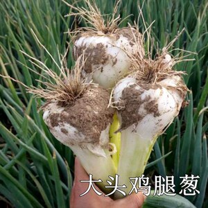高白鸡腿大葱种子大葱种子鸡腿葱大头葱种子辣味浓厚家庭露地种子