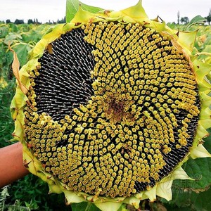 特大食用向日葵种子种矮葵花油葵栽籽种孑花苗籽种带根花种籽子