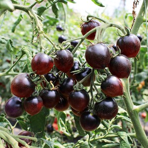 黑珍珠1号黑番茄种子 紫黑小西红柿种籽特色阳台四季栽水果孑子