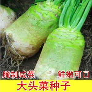 四川大头菜种子腌制泡菜种子 大头萝卜 蔬菜种子辣菜疙瘩根用芥菜