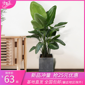 绿植大型植物幸福树