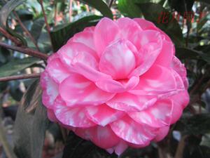 蝶醉茶花苗伊丽莎白花织女精品茶花品种茶花绿植盆栽花卉茶树苗