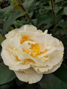 古今兰茶花白色系茶花绿植盆栽花卉茶花苗茶树苗