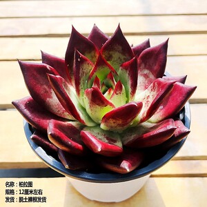 红檀汁柏拉图多肉植物稀有品种贵货红孩儿精品东云系杂交新品盆栽