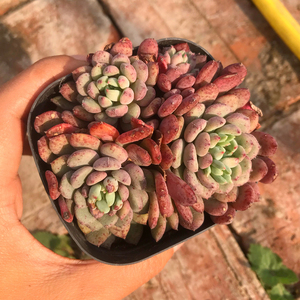 花巷多肉园艺大棚 小蓝衣群生老桩捧花造型普货好养一物一拍