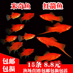 红箭鱼招财鱼红米奇胎生鱼小型观赏热带红剑鱼好养耐活鱼包活包邮