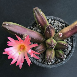 植物员外 明虾echinocereus gentryi 鹿角柱属群花爆花仙人球多肉