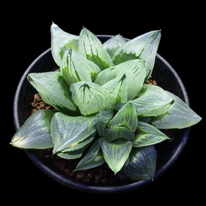 植物员外 冰城寿成株一物一拍 背窗三仙经典十二卷属玉露多肉盆栽