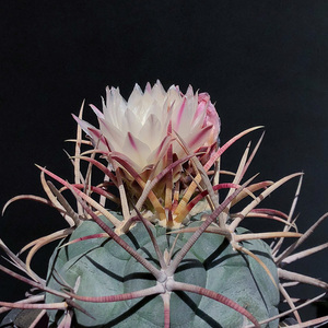 植物员外 高木绯冠龙实生一物一拍 狂刺强刺瘤玉属 仙人球仙人掌