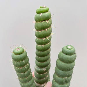 植物员外 绿竹一物一拍 竹节型仙人球仙人柱 多肉植物组合盆栽