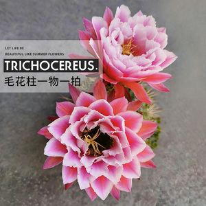 植物员外 毛花柱成株一物一拍 开大花仙人柱 飞碟时光仙女仙人球