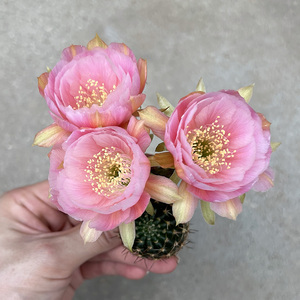 植物员外 洛丽塔vs68丽花 新花色少女粉内包状丽花球属仙人球多肉