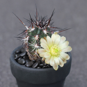 植物员外 达氏青花虾实生仙人球一物一拍 鹿角柱属多肉植物盆栽