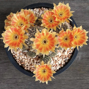 植物员外 oy2丽花 orange yellow开花仙人球丽花球属多肉植物花卉