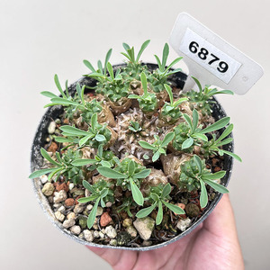 铁甲麒麟群生一物一拍 峨眉山大戟科块根多肉植物盆栽