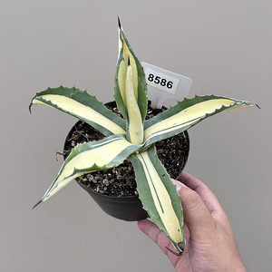 植物员外 那智之光 黄中斑龙舌兰 沙生造景绿植花卉多肉植物盆i.