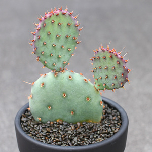 植物员外 正版银盾团扇仙人掌 非圣丽塔 可以很紫的网红品种多肉