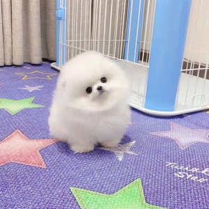 纯种博美幼犬茶杯犬活体长不大俊介小型犬俊介幼犬宠物狗白色幼崽