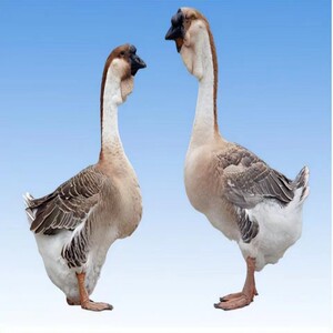 司丹丹999淘宝正宗潮汕狮头鹅苗小鹅活苗合浦狮头鹅苗大种鹅苗灰鹅