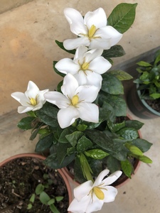 花开死者的留言 鹤的反倒叙 密室龙宫 绝海鬼岛0人付款22