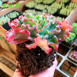 舞会红裙女王花笠高砂之翁精品多肉植物稀有品种室内绿植盆栽包菜